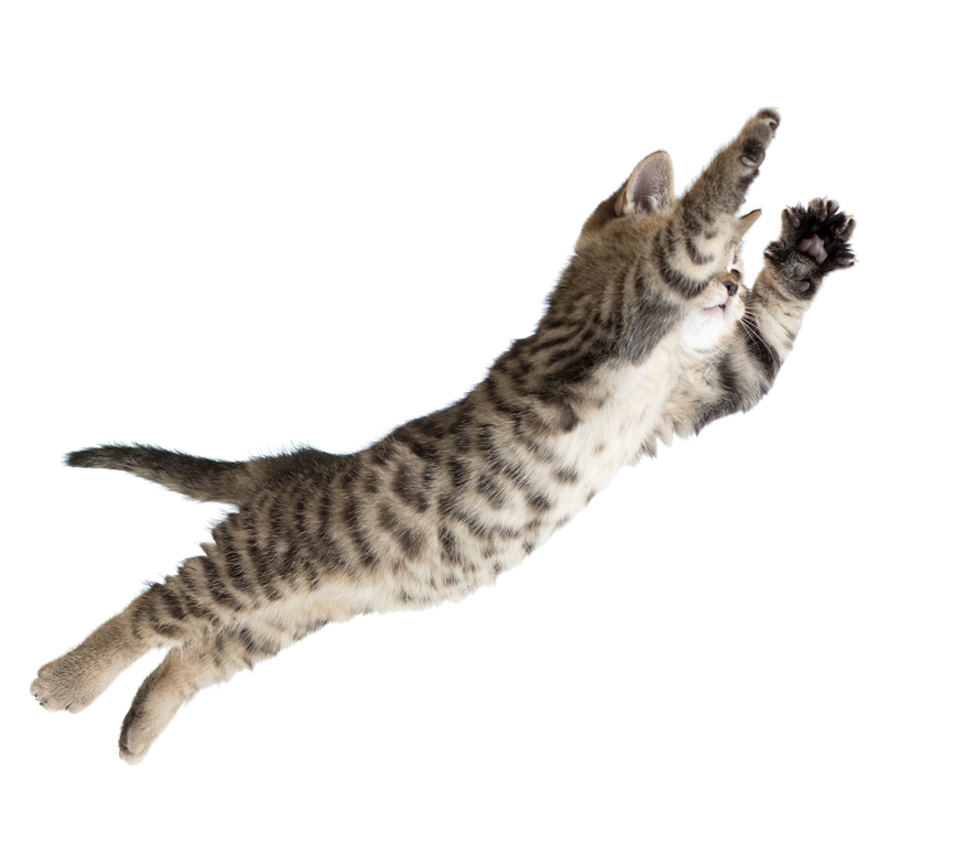How Do Cats Always Land on All Four Feet? - Quiz | Wonderopolis