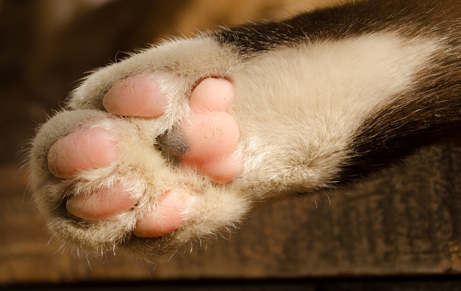 How Do Cats Always Land on All Four Feet? | Wonderopolis