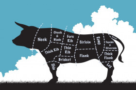 Are Animals Made of Meat? | Wonderopolis