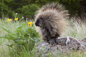 A prickly personality: Porcupine quills are a wonder of defensive