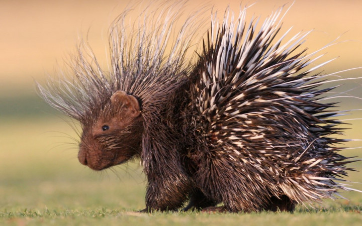 Can Porcupines Shoot Their Quills? | Wonderopolis