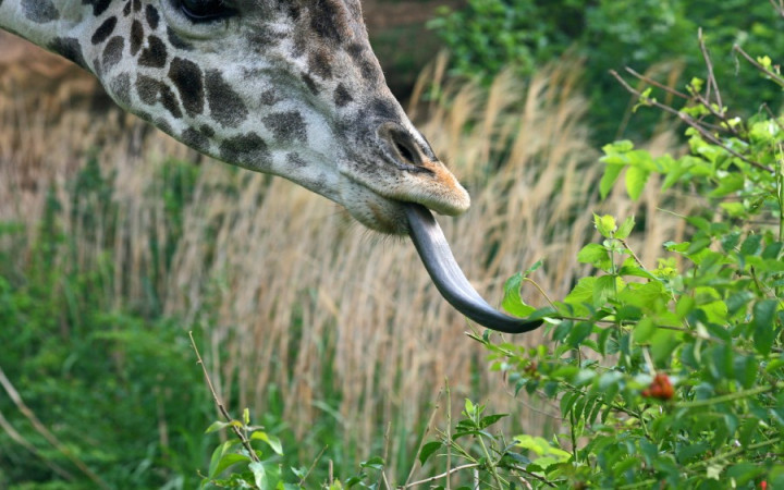 How Long Is a Giraffe’s Tongue? Wonderopolis
