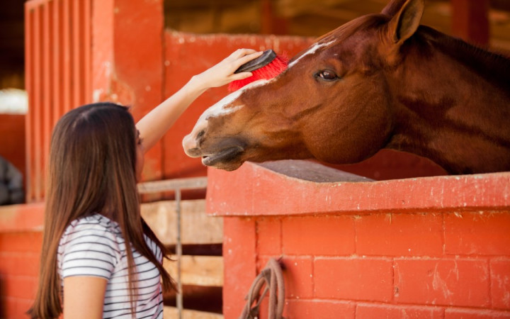 How Much Does It Cost To Own A Horse Wonderopolis