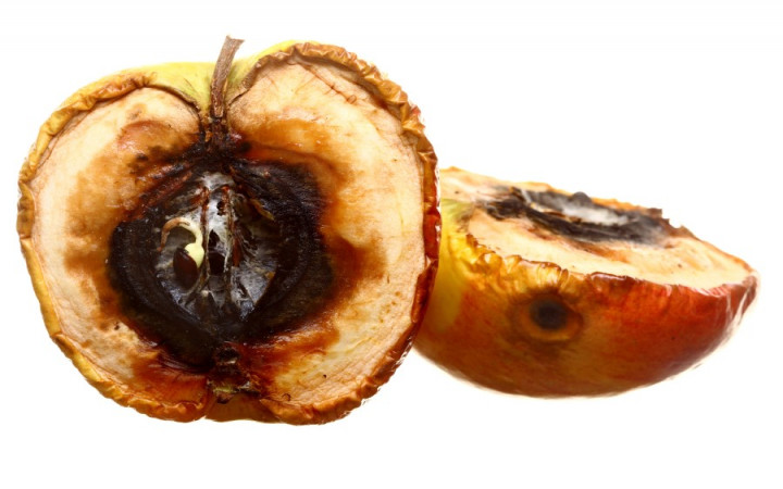 Rotten Fruit May Be Due to Microbe Warfare, Science