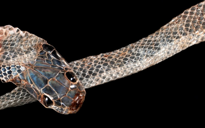 Why Do Snakes Shed Their Skin? | Wonderopolis