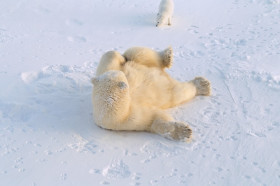 How Do Arctic Animals Survive in the Cold? | Wonderopolis