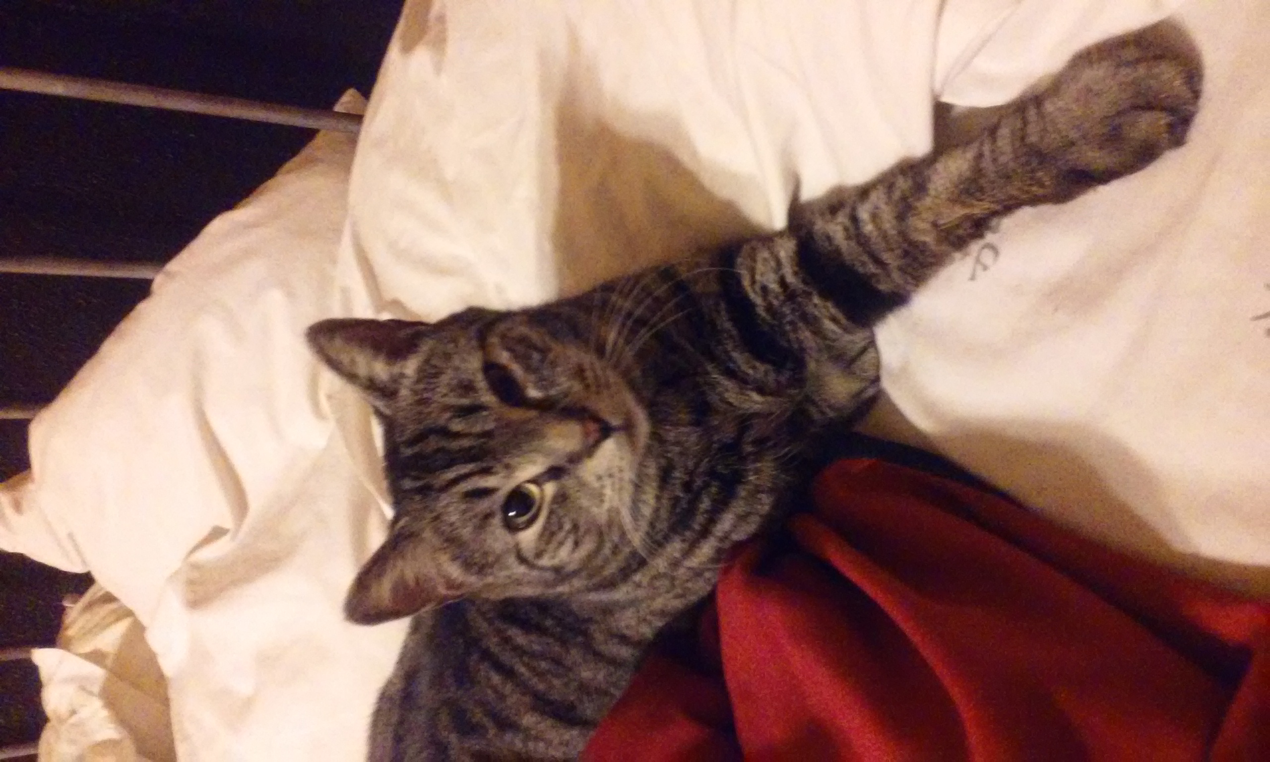 Why Do People Keep Pets? Wonderopolis