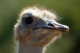 Do Ostriches Really Bury Their Heads in the Sand? | Wonderopolis