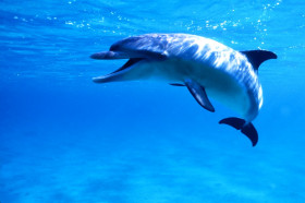 Do Dolphins Use Echolocation 