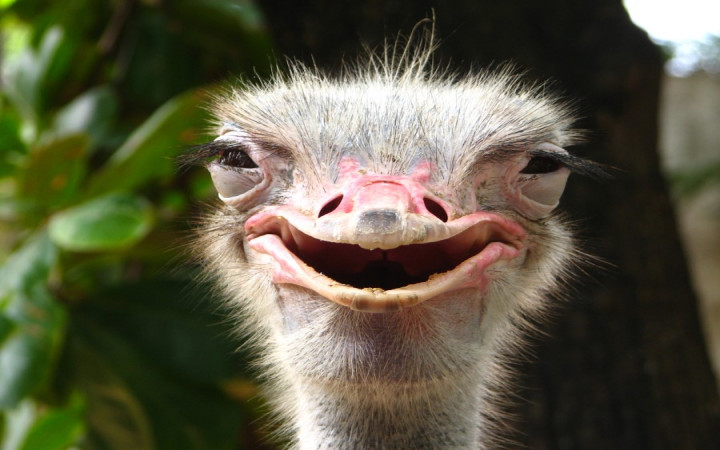 Do Ostriches Really Bury Their Heads in the Sand? | Wonderopolis