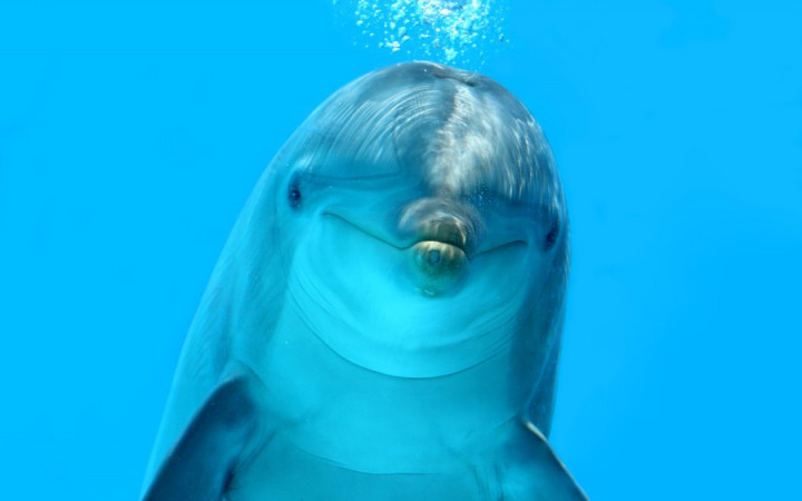 How Do Dolphins Use Echolocation? | Wonderopolis