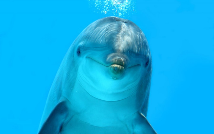 How Do Dolphins Use Echolocation?