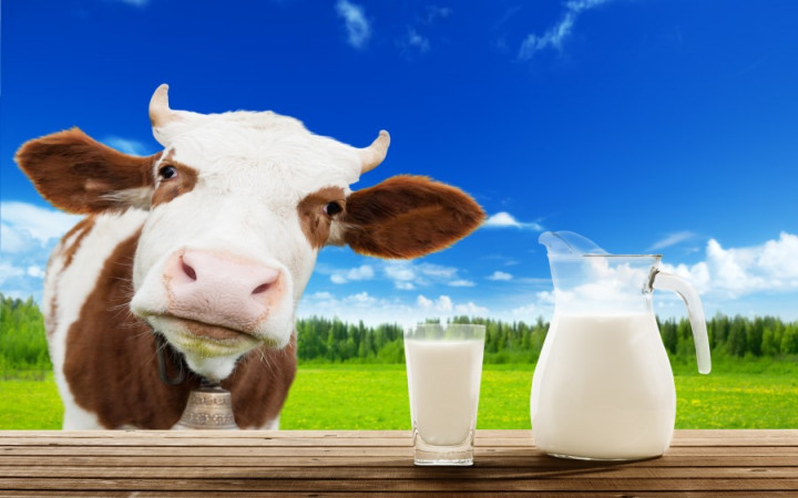 Does All Milk Come From Cows? | Wonderopolis