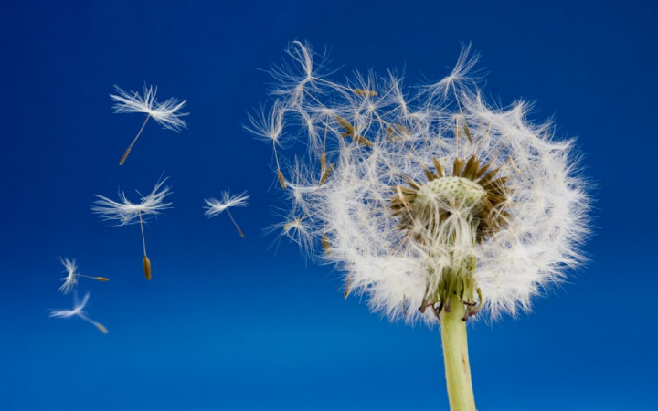 Can You Eat Dandelions Wonderopolis