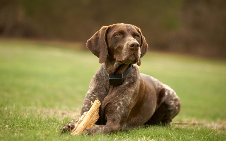 at what age can a puppy use an electric fence