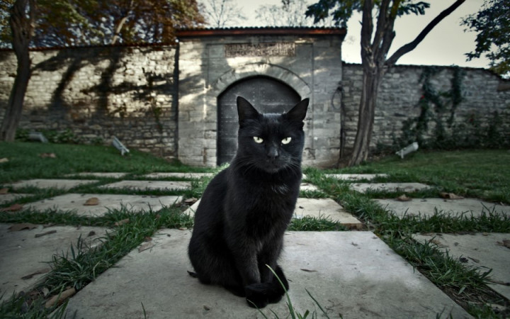 Set Of Black Cat Emoji Crazy Kitten With Different Emotions Angry