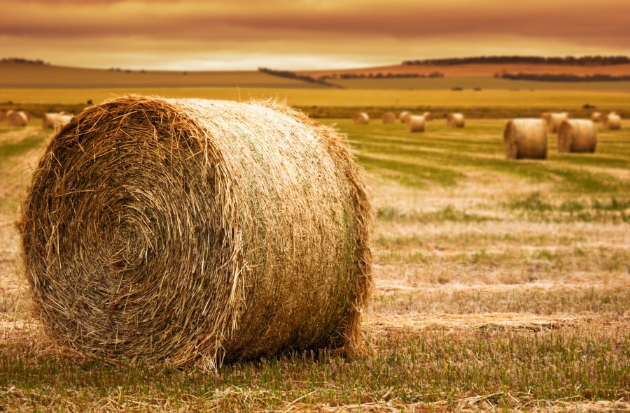 Why Do Bales of Hay Come in Different Shapes? | Wonderopolis Why Are Hay Bales Left In Fields