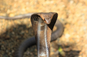 Can Snakes Hear or Are They Deaf? Do Snakes Have Ears? - A-Z Animals