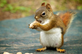 What Do Animals Squirrel Away for Winter? | Wonderopolis