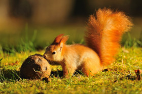 What Do Animals Squirrel Away for Winter? | Wonderopolis