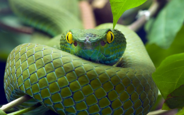 Snakes Can Hear You Scream, New Research Reveals