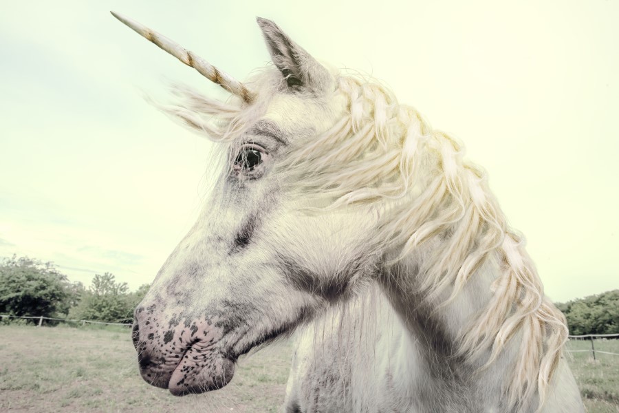 Are Unicorns Real? Wonderopolis