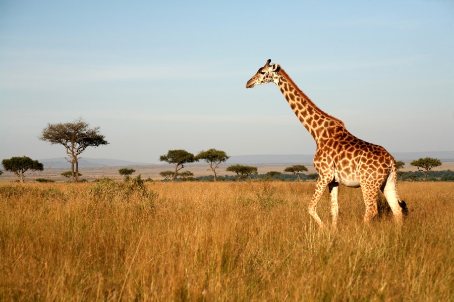 Why Do Giraffes Have Long Necks? | Wonderopolis