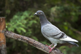 How do homing pigeons know where home is