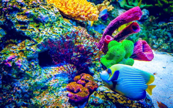 Are Corals Animals, Plants, or Rocks? | Wonderopolis