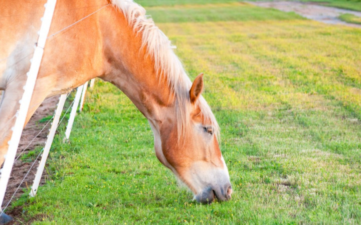 Is The Grass Always Greener On The Other Side Wonderopolis