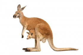 What Do Kangaroos Keep In Their Pockets? | Wonderopolis