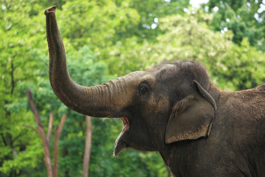 Are All Elephants the Same? | Wonderopolis