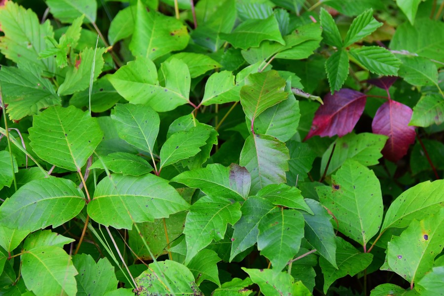 What Does Poison Ivy Look Like? | Wonderopolis