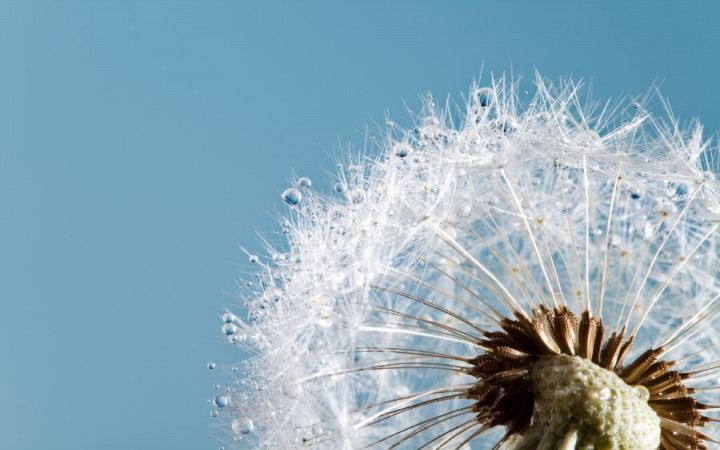 Why Do People Wish on Dandelions? | Wonderopolis