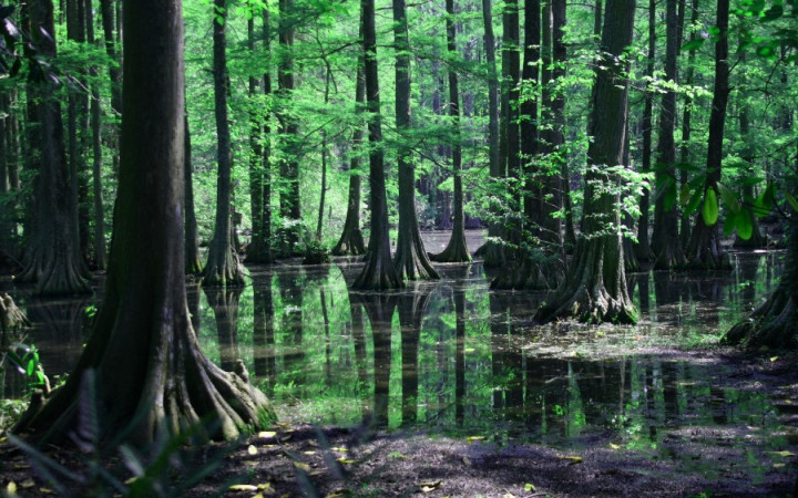 What Is a Swamp? | Wonderopolis