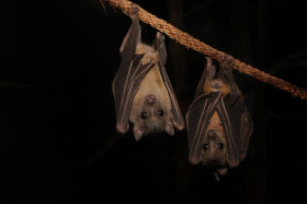 Are Bats Birds? | Wonderopolis