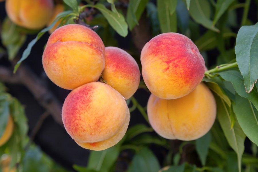 which-state-grows-the-most-peaches-proquestyamaha-web-fc2