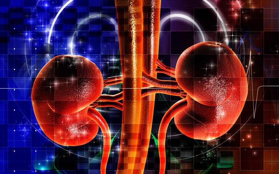 Can You Live with Just One Kidney? | Wonderopolis