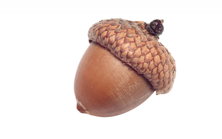 Why Do Acorns Wear Hats?