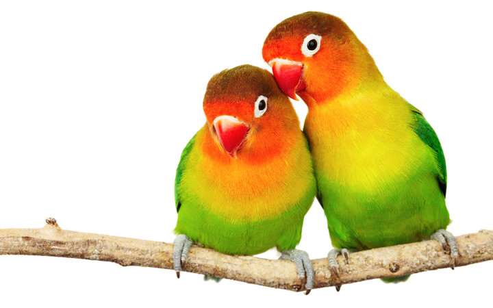 love-birds