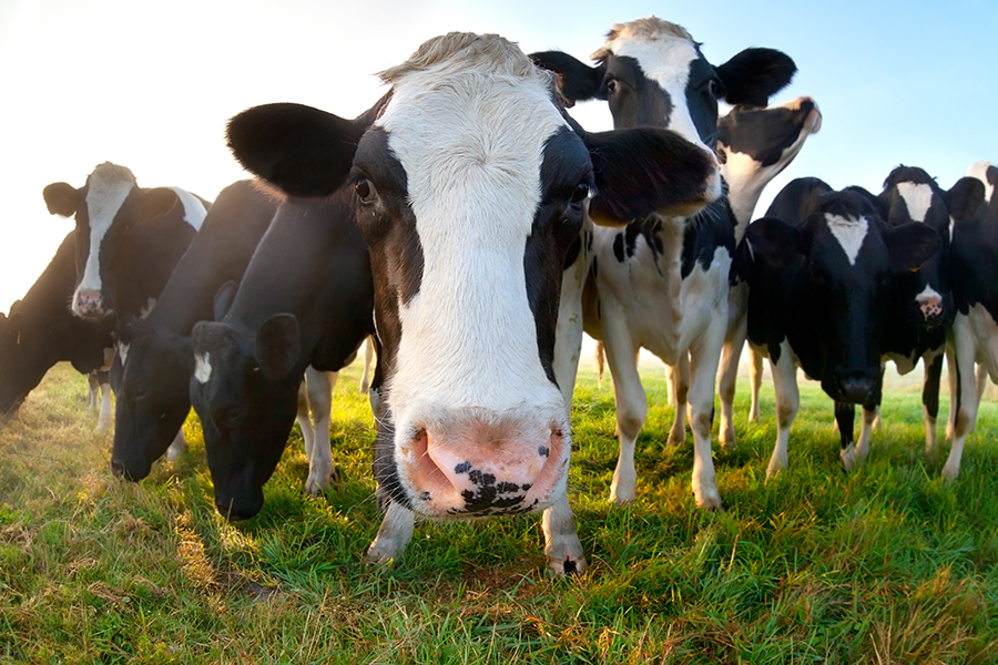 Do Cows Really Have Four Stomachs? | Wonderopolis