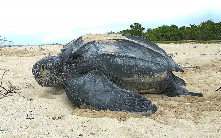 How Do Leatherback Sea Turtles Survive?  