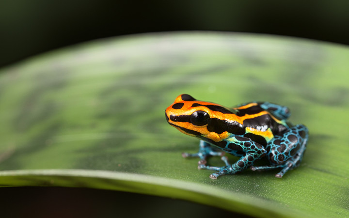 How Deadly Are Poison Dart Frogs? | Wonderopolis