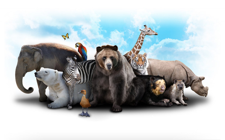 different types of animals in the world