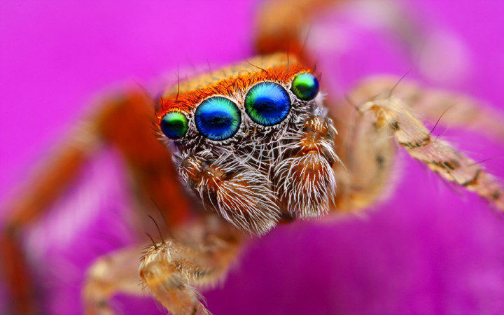 How Many Eyes Does a Spider Have? | Wonderopolis