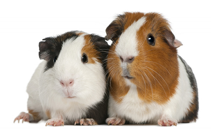 Guinea Pig Or Hamster? Which Is Right For You? Learn The 7 Key Differences