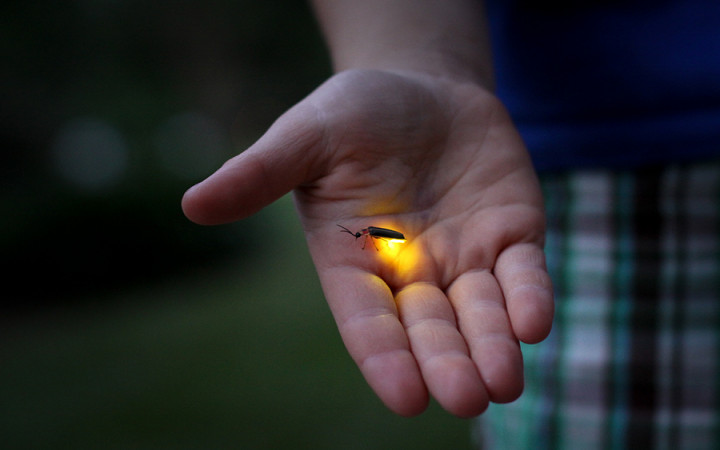 Have You Ever Seen Fireflies? streaming online