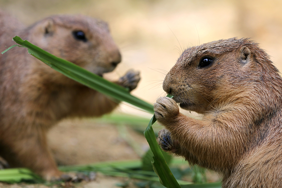 Do Prairie Dogs Bark? | Wonderopolis