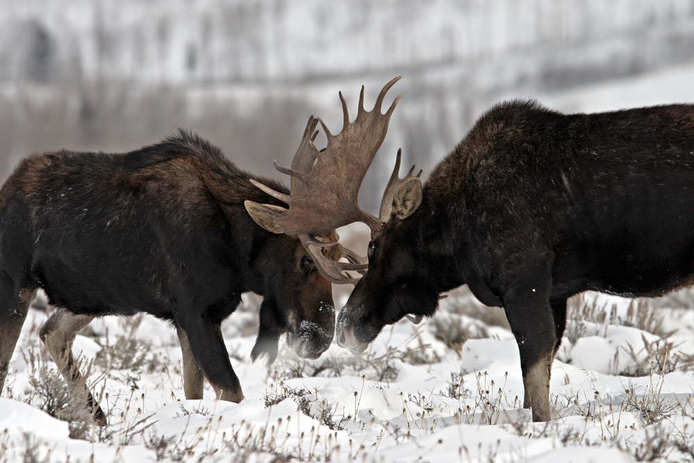 petition-make-the-plural-of-moose-meese-change