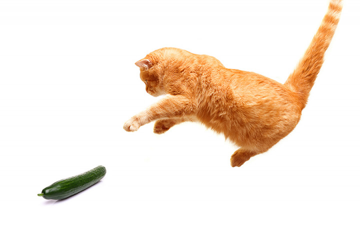 Cucumber cat clearance